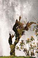La vegetación que crece en inmediaciones de las caídas de agua, en especial musgos y bromelias, se beneficia de la permanente humedad del ambiente.