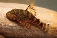 Algunos peces como los Loricáridos o “cuchas”, están adaptados para vivir en aguas turbulentas. 