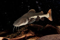 El bagre guacamayo, Phtactocephalus hemiliopterus, es un pez amazónico que sortea los raudales en sus migraciones reproductivas.