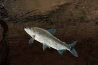 El leporino es un pez muy ágil que vence con relativa facilidad los rápidos, dando pequeños saltos contra la corriente.