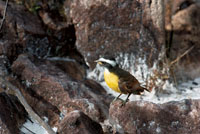 Diversas especies de aves aprovechan la abundancia de alimento que ofrecen las caídas de agua. Tiranuelo atrapamoscas, familia Tyrannidae, de la región amazónica.