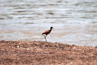Diversas especies de aves aprovechan la abundancia de alimento que ofrecen las caídas de agua. Gallito de ciénaga, Jacana jacana, a orillas de un raudal de la Orinoquia.