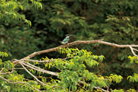 Diversas especies de aves aprovechan la abundancia de alimento que ofrecen las caídas de agua. El Martín-pescador, Ceryle torquata, es una de las aves más comunes en inmediaciones de las caídas de agua de la Amazonia y la Orinoquia colombianas.