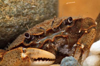 Un cangrejo de río al acecho de una presa, se camufla entre las piedras de un arroyo.