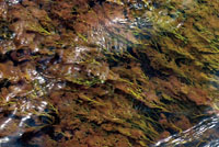 Algunas plantas acuáticas se han adaptado a vivir en ambientes de gran turbulencia, modificando sus raíces mediante estructuras muy robustas para adherirse a las rocas.