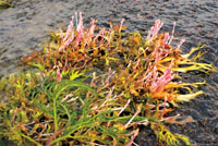 Los ciclos de vida de muchas plantas se han adaptado a los cambios en el nivel de las aguas y pueden soportar, tanto las épocas de mayor caudal, como la falta de humedad que se presenta en tiempos de sequía.