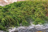 Las plantas de la familia de las Podostemáceas son muy comunes en los raudales de los ríos colombianos.