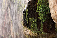 En las paredes de los escarpes de las caídas crecen plantas epífitas, musgos y helechos especialmente adaptados a los torrentes.