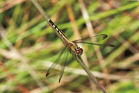 Las condiciones atmosféricas generadas por los saltos de agua permiten la diversidad de insectos, anfibios y otros animales que dependen de la humedad.