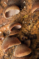 Los hongos contribuyen a transformar la materia orgnica en nutrientes reutilizables por las plantas del bosque.