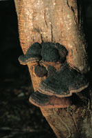 Algunos hongos se destacan por sus formas y colores sugestivos; otros optan por pasar inadvertidos al adquirir un aspecto similar al de los troncos donde crecen.