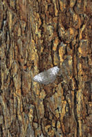 Una mariposa se confunde con la corteza de un tronco.