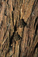 Murcilagos sobre el tronco de un trupillo.