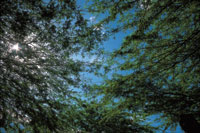 El follaje de los rboles condiciona la cantidad de luz en el interior del bosque.