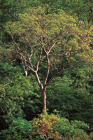 Resbalamono en el estrato emergente del bosque.