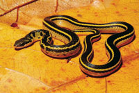 La fauna del bosque seco tambin muestra preferencias en su distribucin vertical. La serpiente cazadora es  un habitante frecuente del estrato basal.