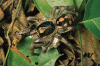 La fauna del bosque seco tambin muestra preferencias en su distribucin vertical. La araa lobo es  un habitante frecuente del estrato basal.