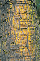 Bonga o majagua,  Ceiba pentandra.