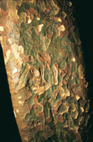 Mamn de leche,  Mastichodendron colombianum.