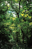 La variacin de las condiciones lumnicas en el interior del bosque obliga a muchas plantas a cambiar los requerimientos de luz en el transcurso de su desarrollo.