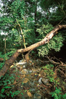 La cada de grandes rboles hace parte de la dinmica natural del bosque.