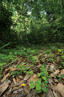 La apertura de un claro en el bosque brinda las condiciones propicias para la germinacin de semillas y el desarrollo de plntulas que inician la sucesin secundaria.