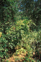 En las zonas perturbadas del bosque prosperan inicialmente plantas pioneras que crecen rpidamente y colonizan grandes espacios.