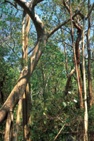 Con el tiempo, los bosques secundarios pueden  alcanzar por s solos un desarrollo estructural similar al de los bosques primarios, si no son sometidos a grandes perturbaciones