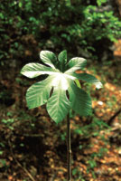 Los procesos de germinacin y desarrollo dependen del momento en que se den las condiciones de luz y humedad adecuadas. Plntula de una cecropia.