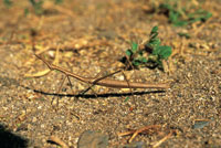 Los fsmidos, insectos palo o mariapalitos estn especialmentes adaptados para camuflarse entre la vegetacin seca