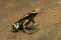 Esta rana venenosa  es uno de los pocos representantes de la familia de los dendrobtidos que habita en los bosques secos tropicales.