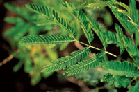 Las mimosceas, como la dormidera, son comunes en el estrato bajo.