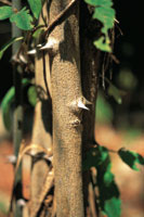 Detalle del tronco espinoso de un arbusto.