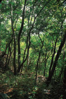 Interior de un bosque en la poca de lluvias en el departamento del Tolima.