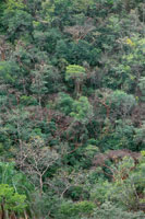 La mayora de los remanentes de bosque seco tropical del valle del Magdalena son pequeos parches aislados que se concentran en terrenos de fuerte pendiente.