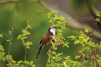 La reinita, Seiurus sp., un ave insectvora de amplia distribucin, frecuenta los bosques secos de Amrica en pocas de abundancia de alimento.