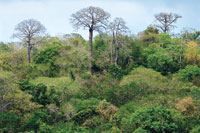Bosque seco en la hacienda, El Ceibal, entre los departamentos de Atlntico y Bolvar, donde es notoria la altura de las ceibas y los macondos