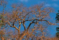 En el estrato superior del bosque seco predominan el jobo, el indio desnudo, el mamn de leche, la ceiba espinosa; en el estrato arbreo inferior, el trupillo, el bano, el dividivi y los bejucos leosos, entre otros