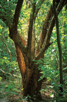 En el estrato superior del bosque seco predominan el jobo, el indio desnudo, el mamn de leche, la ceiba espinosa; en el estrato arbreo inferior, el trupillo, el bano, el dividivi y los bejucos leosos, entre otros