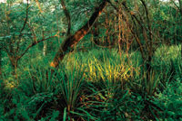 Sotobosque tapizado de piuelas en los bosques de El Cerrejn, departamento de La Guajira.