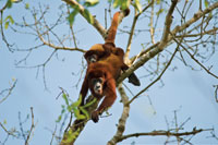 Una hembra de mono aullador porta su cra sobre el lomo. Santuario de Fauna y Flora los Colorados, departamento de Bolvar.