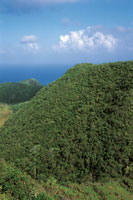 La composicin y el aspecto particular de los bosques de la isla de Providencia son el resultado de su aislamiento geogrfico y la constancia de los vientos.