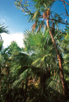 Las palmas abundan en los bosques de las zonas ms altas de la isla de Providencia.