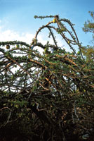 El totumo es utilizado en el tratamiento de las enfermedades repiratorias. Con sus frutos se elaboran recipientes de uso domstico.