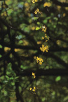 Liana florecida de la familia de las malpighiceas.