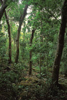 En el siglo XVII, los corsarios y los puritanos ingleses explotaron hasta su agotamiento las maderas del cedro y de otras especies del bosque seco de la isla de Providencia.