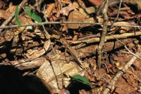 Lagartija del gnero Anolis, mimetizada con la hojarazca.