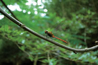 Liblula en la reserva El Perico, departamento de Bolvar.