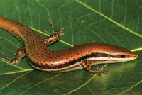 Lagarto de la familia Teiidae.