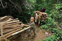 La obtenci�n de le�a es generalmente una actividad de subsistencia.